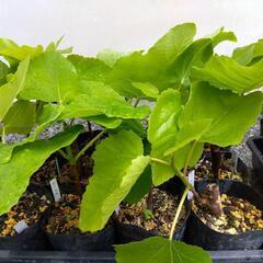 いちじく苗木１年生　人気品種　あと数本になりました(^o^;)家庭菜園　無農薬の画像