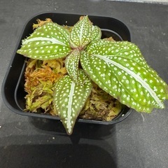ソネリラ　ホワイトドット　熱帯植物