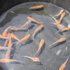 メダカ　3色ラメ赤色系のみ１５匹セットです