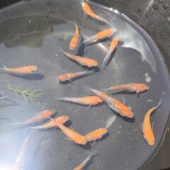 メダカ　3色ラメ赤色系のみ１５匹セットですの画像