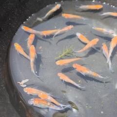 メダカ　3色ラメ赤色系のみ１５匹セットですの画像