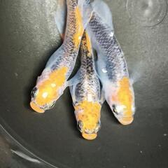 メダカ