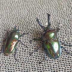 ニジイロクワガタ　ピカール　良個体　ペア