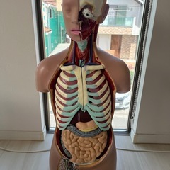 ⭐️医学⭐️人体模型 約85cm 詳細内部構造