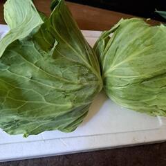 朝どり新鮮キャベツ2個