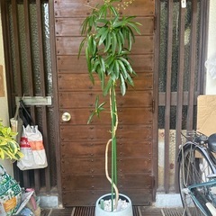 植物のみ　シェフレラアンガスティフォリア