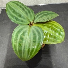 ゲオゲナンサス　ウンダタス　植物　