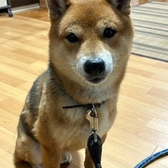 柴犬　雄