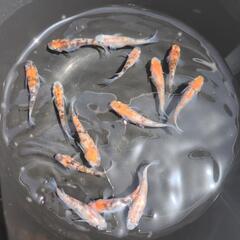 メダカ　3色ラメ赤色系のみ１５匹セットですの画像