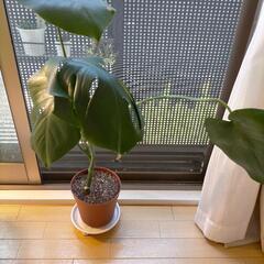 モンステラ 大型の画像