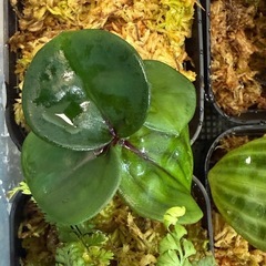 ゲオゲナンサス　キリアタス　熱帯植物　水槽