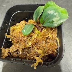 ゲオゲナンサス　キリアタス　熱帯植物　水槽の画像