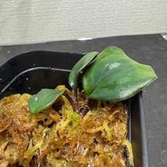ゲオゲナンサス　キリアタス　熱帯植物　水槽の画像