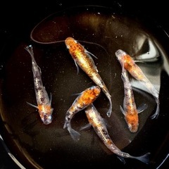 【現物.爆産中】三色体外光3ペア