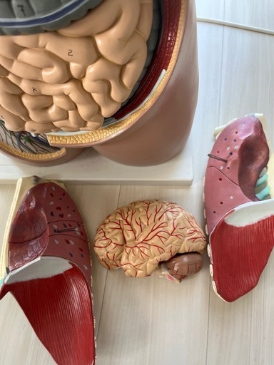 ⭐️医学⭐️人体模型 約85cm 詳細内部構造