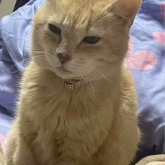 猫アレルギーが発覚しました
