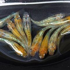 🍀メダカ🍀　オーロララメ④10匹1000円