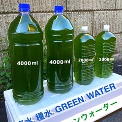 グリーン水❇️メダカに⒋ℓ.⒍ℓ.⒏ℓお選び.可能