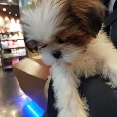 カフェ友 主婦友  🐶友 募集します☕🍴