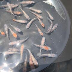 メダカ　3色ラメ白系のみセット　今だけ増量２０匹！！の画像