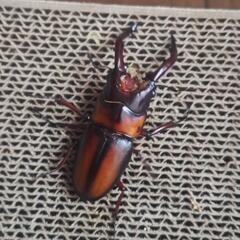 ミラビリスノコギリクワガタ　ペア