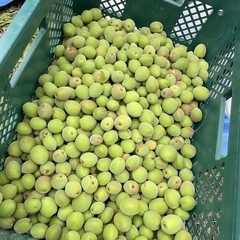 青梅1kg