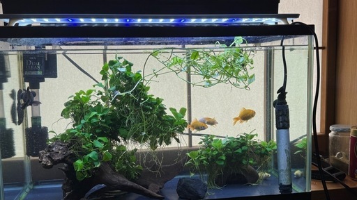 水槽、魚セット