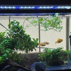 水槽、魚セット