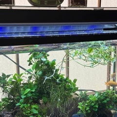 水槽、魚セットの画像