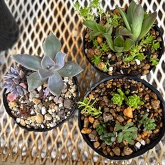 多肉植物 