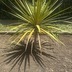 ランキングキーワードに紐づく投稿画像-観葉植物