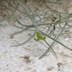 ランキングキーワードに紐づく投稿画像-多肉植物
