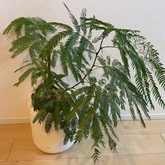 エバーフレッシュ
