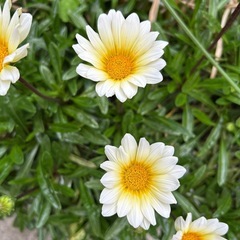 ガザニア（学名: Gazania rigens）の画像