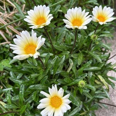 ガザニア（学名: Gazania rigens）