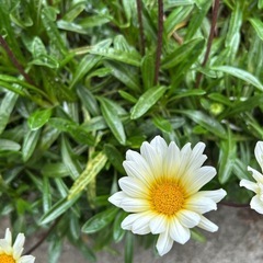 ガザニア（学名: Gazania rigens）の画像
