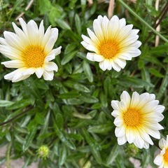 ガザニア（学名: Gazania rigens）の画像