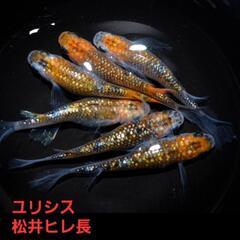 【改良メダカ】🐠ユリシス松井ヒレ長🐠有精卵🐠30個+α🐠