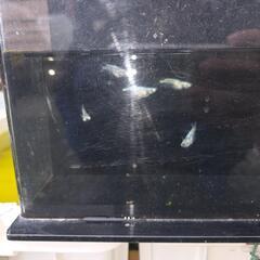 メタルクウラメダカ
