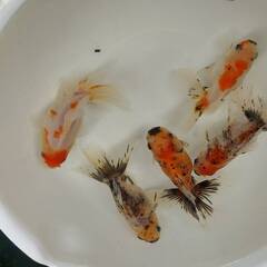 オランダローズテール　３歳魚　サイズアップしており7月末で１回閉めます。の画像