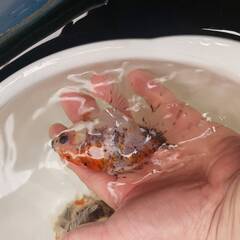 オランダローズテール　３歳魚　サイズアップしており7月末で１回閉めます。の画像