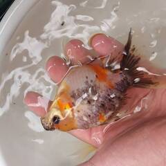 オランダローズテール　３歳魚　サイズアップしており7月末で１回閉めます。の画像
