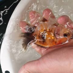 オランダローズテール　３歳魚　サイズアップしており7月末で１回閉めます。の画像