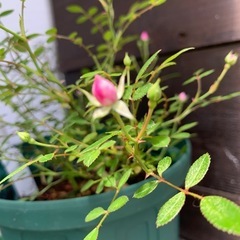薔薇　⭐️の画像