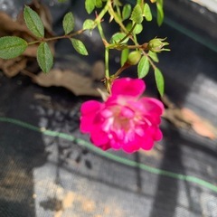 薔薇　⭐️の画像