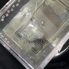 熱帯魚　キンペコ　キングロイヤルペコルティア　の画像