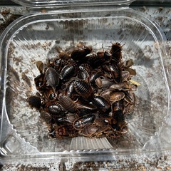 デュビア 爬虫類 餌 エサ