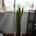 ランキングキーワードに紐づく投稿画像-観葉植物