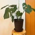 ランキングキーワードに紐づく投稿画像-観葉植物