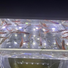 800円　グッピー選別漏れ　オス約20匹　メス約10匹の画像